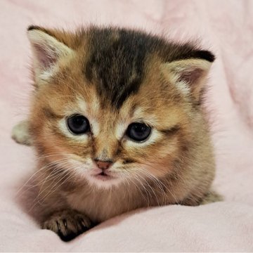 マンチカン×ソマリ【茨城県・女の子・2024年1月31日・ブラウン（ロング）】の写真「超短足ちゃん🥰」