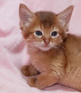 ソマリ【茨城県・男の子・2021年7月30日・レッド（ロング）】の写真「可愛い💕」