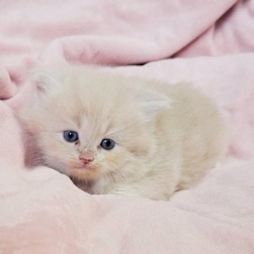 ミヌエット(長足)【茨城県・男の子・2023年10月25日・クリームタビー（ロング）】の写真「美しすぎる」