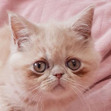 エキゾチックショートヘア【茨城県・女の子・2022年4月23日・クリームタビー】の写真「可愛いお顔🥰」
