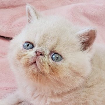 エキゾチックショートヘア【茨城県・男の子・2023年10月4日・クリームタビー（ショート）】の写真「可愛い💓」