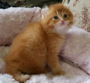 アメリカンカール【茨城県・男の子・2016年3月21日・レッドタビー】の写真「お耳くるん」