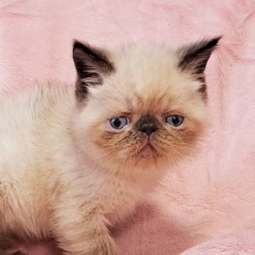エキゾチックショートヘア【茨城県・男の子・2023年6月24日・シールポイント（ショート）】の写真「可愛い🥰」