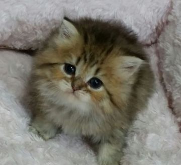 ペルシャ(チンチラ)【茨城県・女の子・2016年12月17日・チンチラゴールデン】の写真「おめめが大きな女の子」