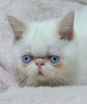 エキゾチックショートヘア【茨城県・男の子・2019年8月4日・レッドポイント】の写真「レアカラー、青い目の綺麗な子💕」