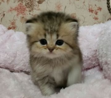 ペルシャ(チンチラ)【茨城県・女の子・2015年12月17日・チンチラゴールデン】の写真「かわいい！！」