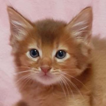 ソマリ【茨城県・男の子・2022年7月25日・レッド（ロング）】の写真「愛くるしい🥰」