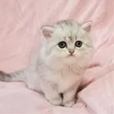 ミヌエット(長足)【茨城県・女の子・2024年8月10日・シルバータビー】の写真1