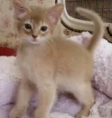 ソマリ【茨城県・女の子・2017年3月17日・フォーン】の写真1