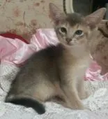 ソマリ【茨城県・女の子・2017年8月9日・ブルー】の写真1