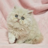 エキゾチックロングヘア