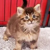 マンチカン×ソマリ【茨城県・男の子・2023年5月5日・ブラウン】の写真1「7.2」