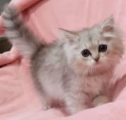 ペルシャ(チンチラ)
