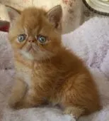 エキゾチックショートヘア【茨城県・男の子・2018年3月13日・レッドタビー】の写真1