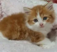 マンチカン(長足)【茨城県・男の子・2018年7月24日・レッドタビー&ホワイト】の写真1