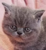 エキゾチックショートヘア【茨城県・男の子・2024年7月26日・ブルータビー】の写真2