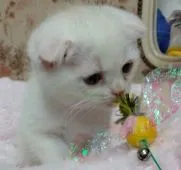 スコティッシュフォールド【茨城県・男の子・2016年10月28日・クリームタビー】の写真2