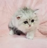 ミヌエット(長足)【茨城県・女の子・2024年8月10日・シルバータビー】の写真2