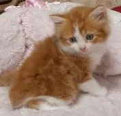 マンチカン(長足)【茨城県・男の子・2018年7月24日・レッドタビー&ホワイト】の写真2