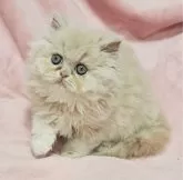 エキゾチックロングヘア【茨城県・女の子・2023年11月1日・クリームタビー】の写真2