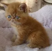 エキゾチックショートヘア【茨城県・男の子・2018年3月13日・レッドタビー】の写真2