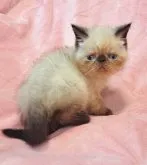 エキゾチックショートヘア【茨城県・男の子・2023年6月24日・シールポイント】の写真2