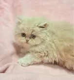 エキゾチックロングヘア【茨城県・女の子・2023年11月1日・クリームタビー】の写真3