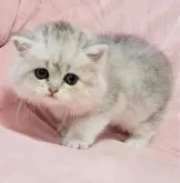 ミヌエット(長足)【茨城県・女の子・2024年8月10日・シルバータビー】の写真3