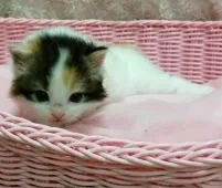 スコティッシュフォールド【茨城県・女の子・2015年1月7日・トーティシェル&ホワイト】の写真3