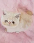 エキゾチックショートヘア【茨城県・女の子・2023年5月3日・クリームタビー】の写真3