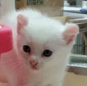 アメリカンカール【茨城県・男の子・2017年3月19日・ホワイト】の写真3