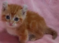 キンカロー【茨城県・男の子・2021年5月21日・レッドタビー】の写真3