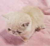 エキゾチックショートヘア【茨城県・女の子・2023年5月3日・クリームタビー】の写真4