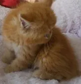 エキゾチックショートヘア【茨城県・男の子・2018年3月13日・レッドタビー】の写真4