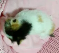 スコティッシュフォールド【茨城県・女の子・2015年1月7日・トーティシェル&ホワイト】の写真4