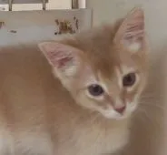 ソマリ【茨城県・女の子・2017年3月17日・フォーン】の写真4