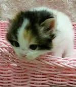 スコティッシュフォールド【茨城県・女の子・2015年1月7日・トーティシェル&ホワイト】の写真5