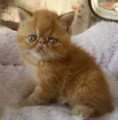 エキゾチックショートヘア【茨城県・男の子・2018年3月13日・レッドタビー】の写真5