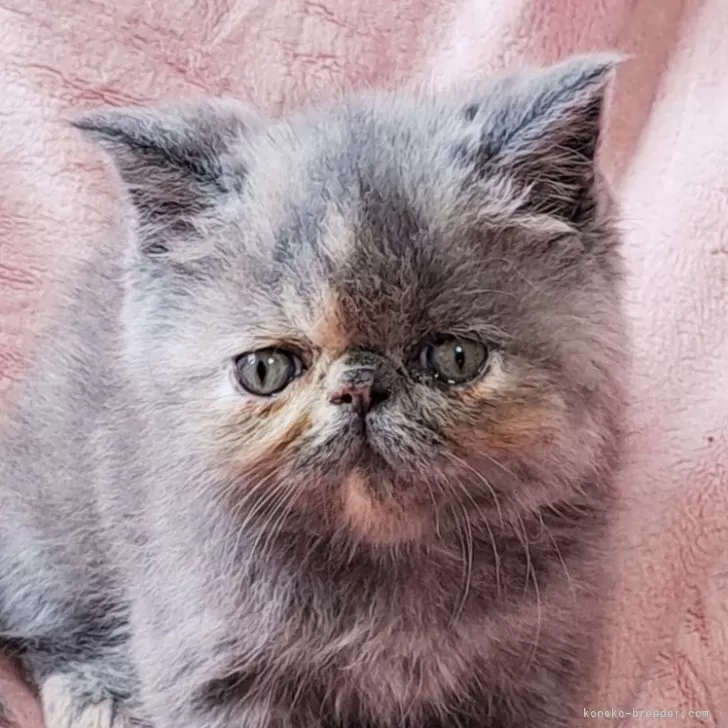 ID:2506-00897の子猫