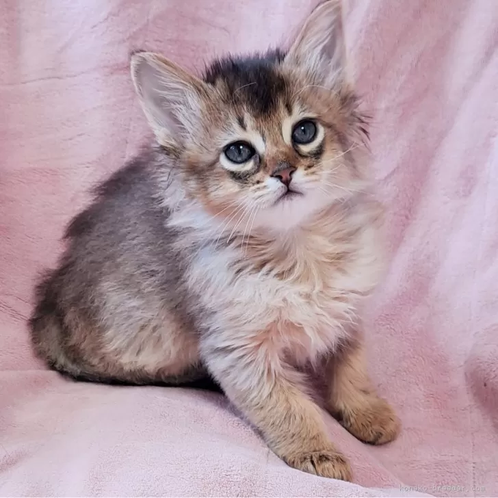 ID:2504-01060の子猫