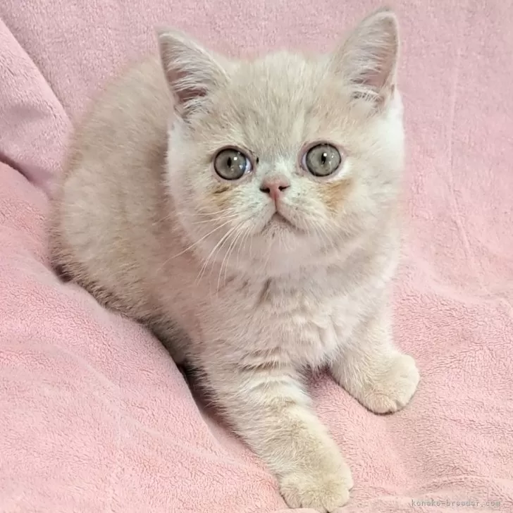 ID：2510-02515の子猫