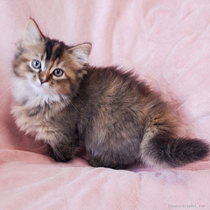 のんの 様のお迎えした子猫