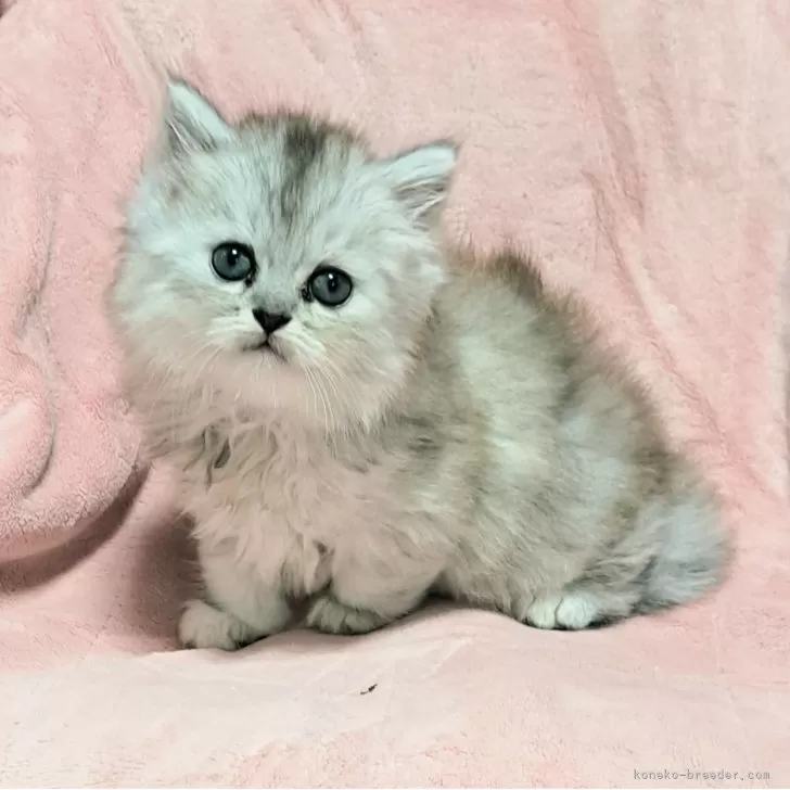 ヒマワリ 様のお迎えした子猫