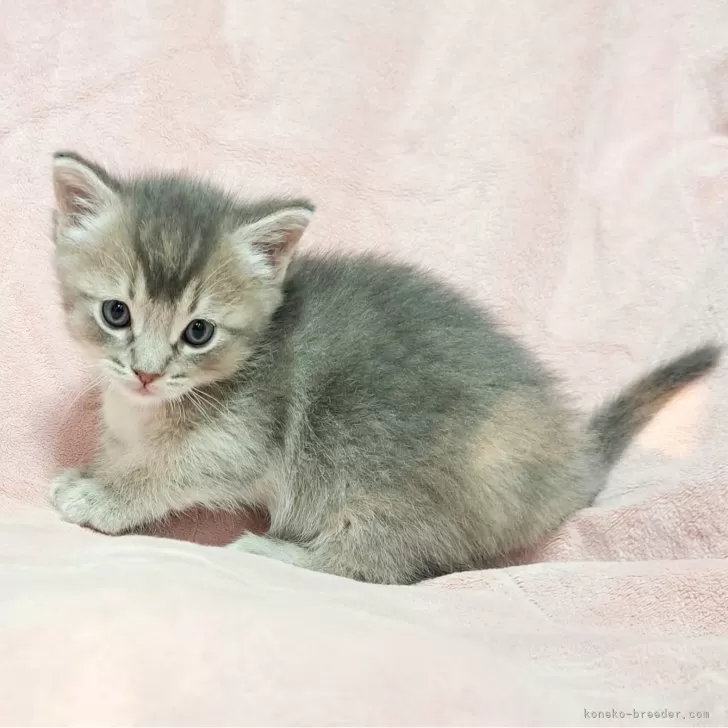 ID：2501-01869の子猫