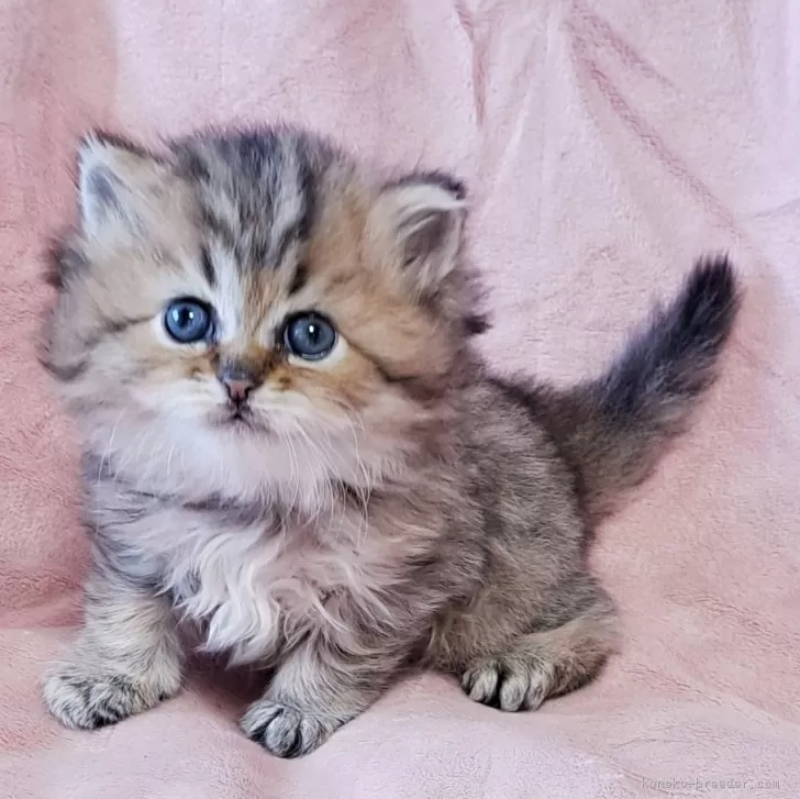 ID:2504-03136の子猫