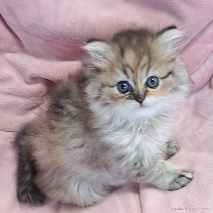 ヒマワリ 様のお迎えした子猫
