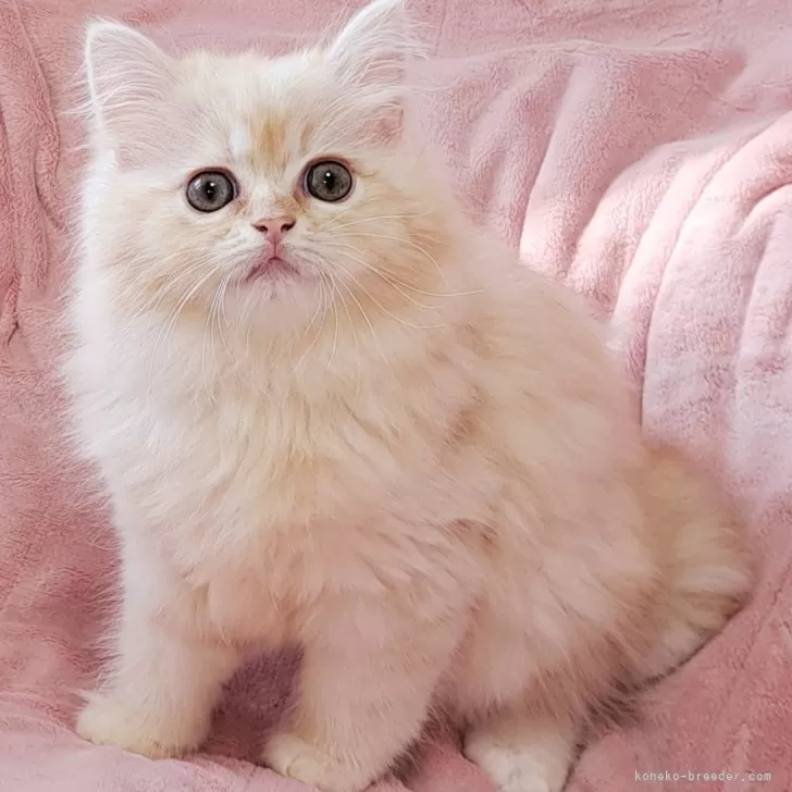 ID：2507-01913の子猫