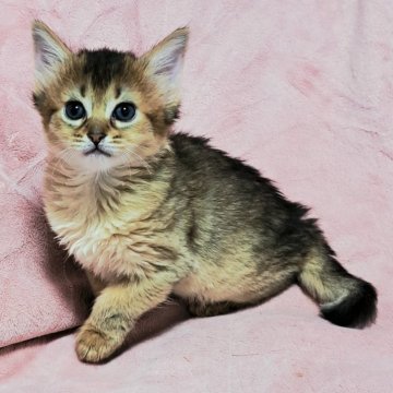 ソマリ【茨城県・女の子・2025年7月4日・ルディ】の写真「元気🥰」