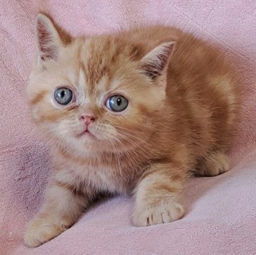 エキゾチックショートヘア【茨城県・男の子・2025年7月10日・レッドタビー】の写真「可愛い💓」