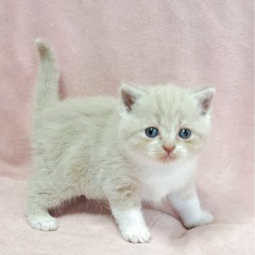 ミヌエット(長足)【茨城県・男の子・2025年10月10日・クリームタビー（ショート）】の写真「愛くるしい🥰元気くん🥰」